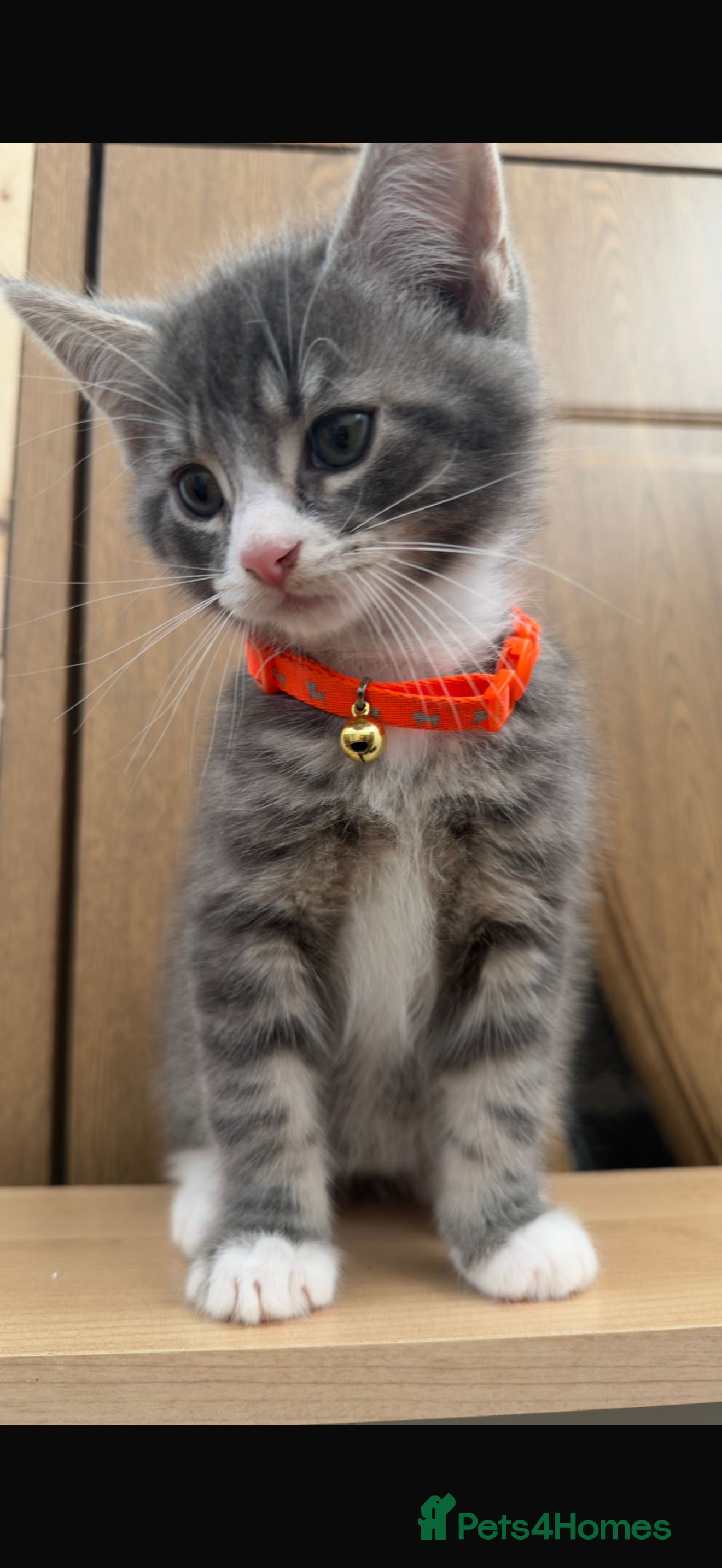 Maine Coon cats 😻♥️Outstanding Maine coon kittens!♥️😻 - Advert 3