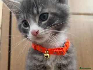 Maine Coon cats 😻♥️Outstanding Maine coon kittens!♥️😻 - Advert 3