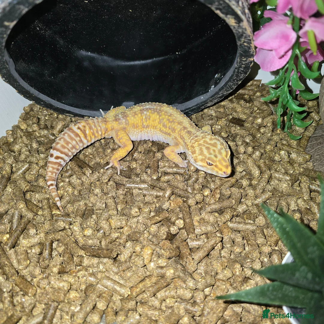 Leopard Gecko reptiles for sale: Leopard gecko - Advert 5