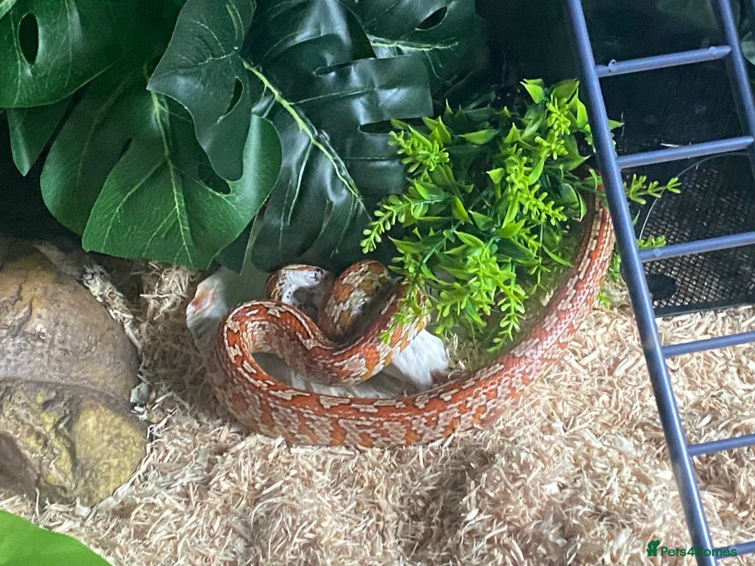 Corn Snake reptiles for sale: Corn snake and tank - Advert 7