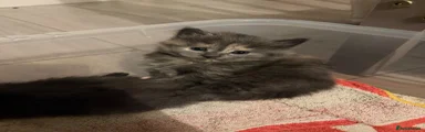 Maine Coon Kitten 1