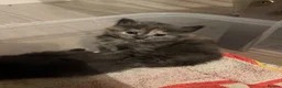 Maine Coon cats for sale: Mainecoon kittens - Advert 1