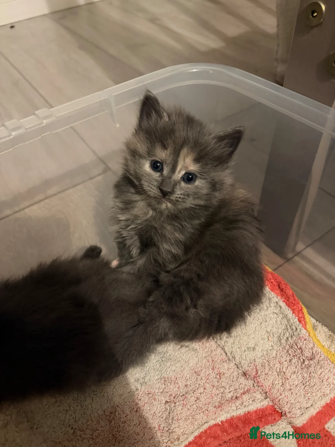 Maine Coon cats for sale: Mainecoon kittens - Advert 1