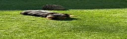 Yorkshire Terrier dogs for sale: Kc Yorkshire Terrier puppy’s  - Advert 3