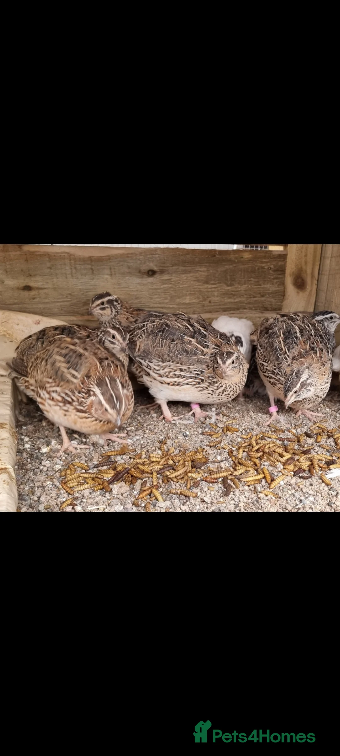 Quail poultry for sale: 🐣 Live Coturnix Jumbo Quail for Sale - Advert 1
