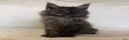 Maine Coon cats for sale: READY NOW 🐾 STUNNING GCCF MAINE COON KITTENS 🐾 - Advert 7