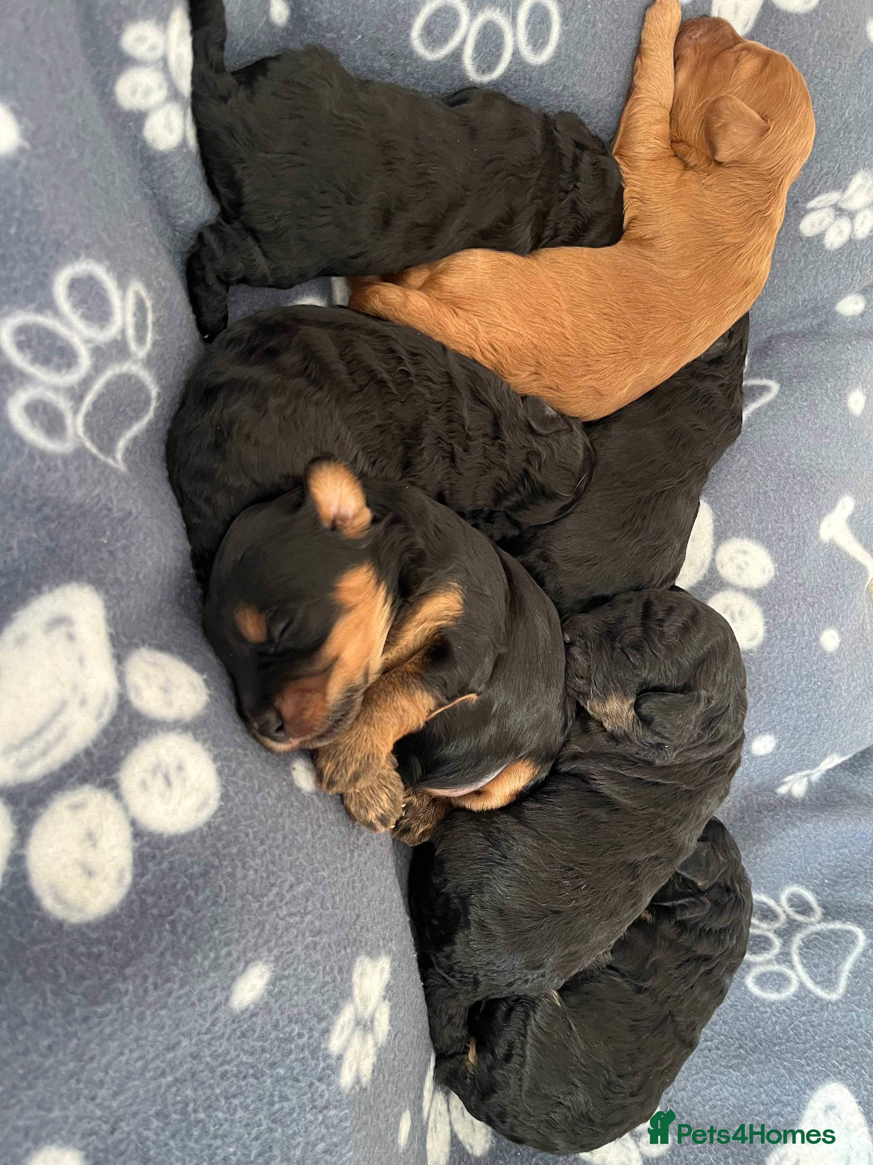 Cockapoo dogs F1b Cockapoo Puppies  - Advert 2