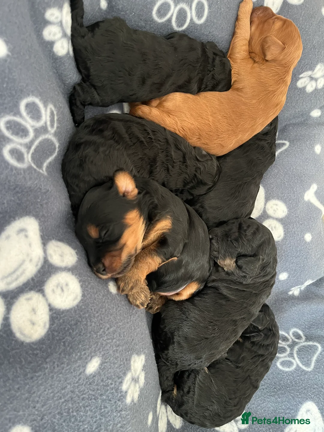 Cockapoo dogs for sale: Cockapoo Puppies  - Advert 1