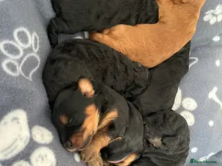 Cockapoo dogs F1b Cockapoo Puppies - Advert 2