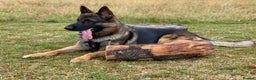 German Shepherd dogs for stud: Morgan  in Wembley - Advert 5