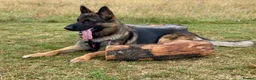German Shepherd dogs for stud: Morgan  in Wembley - Advert 5