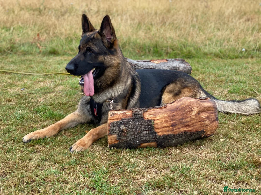 German Shepherd dogs for stud: Morgan  in Wembley - Advert 5