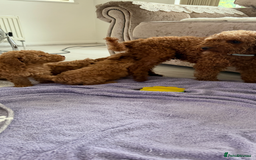 Cockapoo dogs for sale: F1bb petite cockerpoos  - Image 14