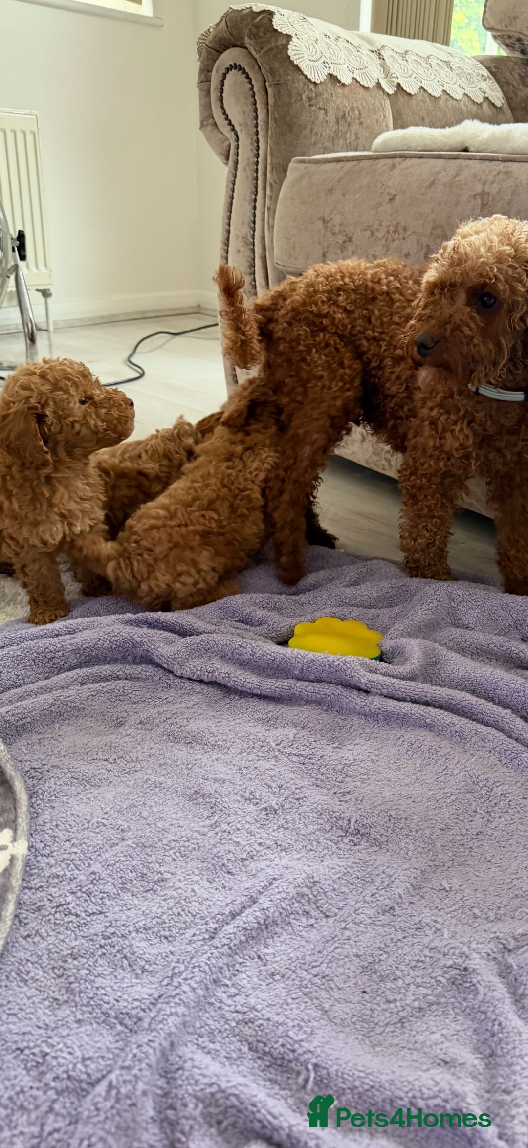 Cockapoo dogs for sale: F1bb petite cockerpoos  - Image 14