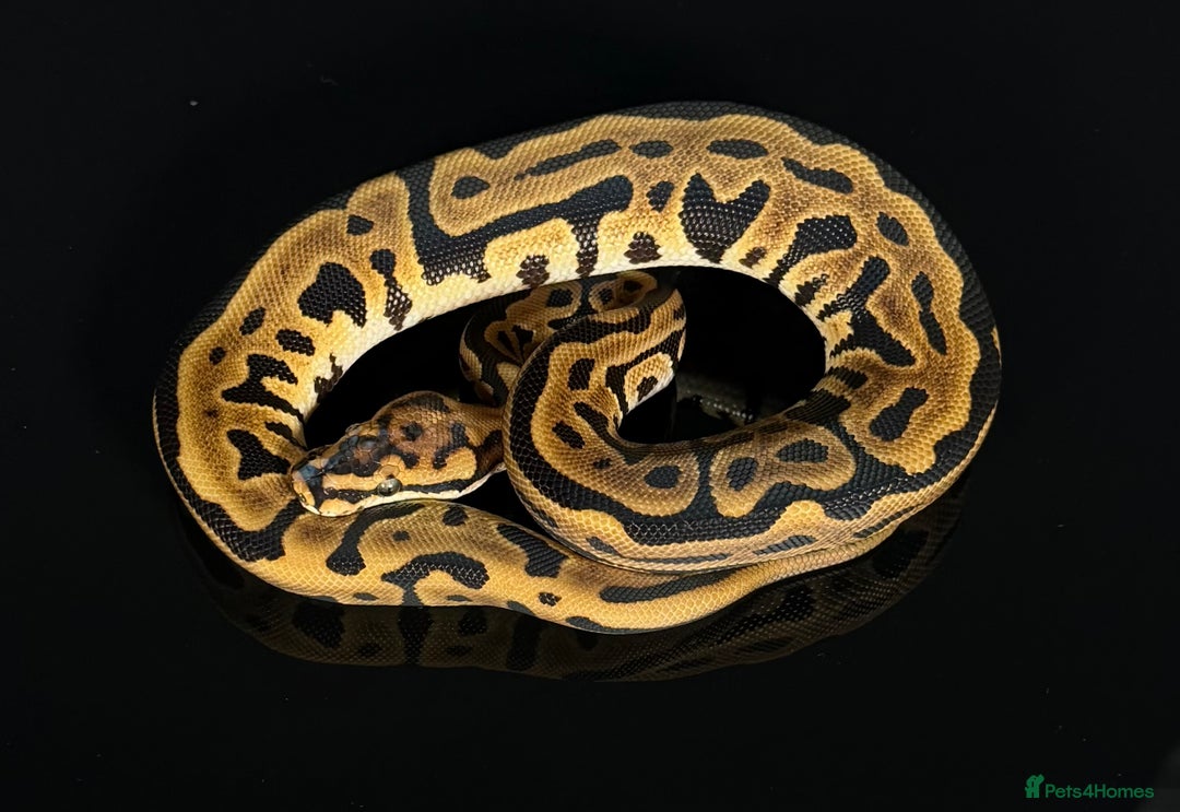 Python Snake reptiles for sale: Royal pythons/ball pythons  - Image 6