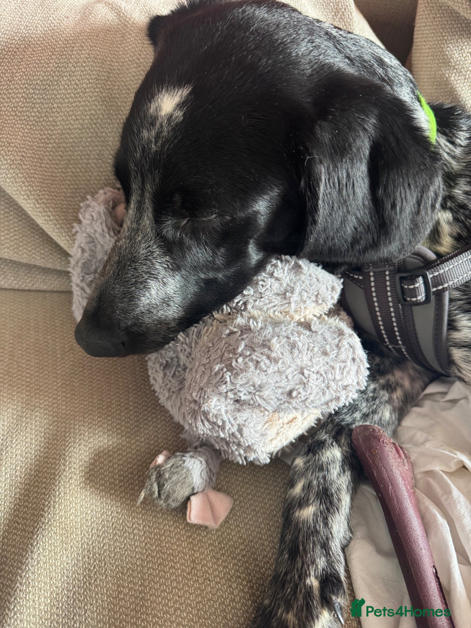 Pointer dogs for sale: Maxx needs a forever home - Advert 2