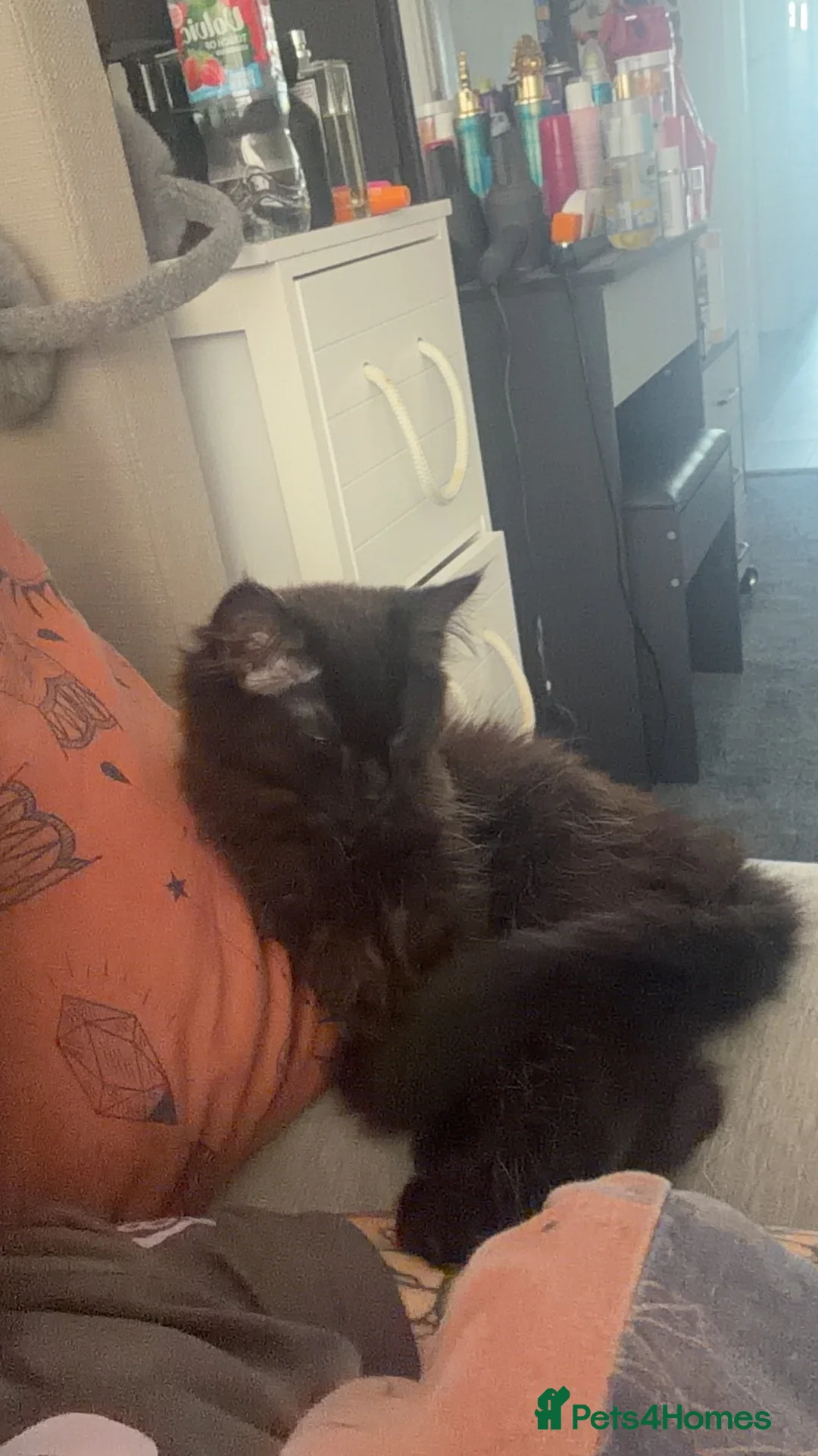 Mixed Breed cats for sale: 2 brothers looking for forever home together - Advert 2