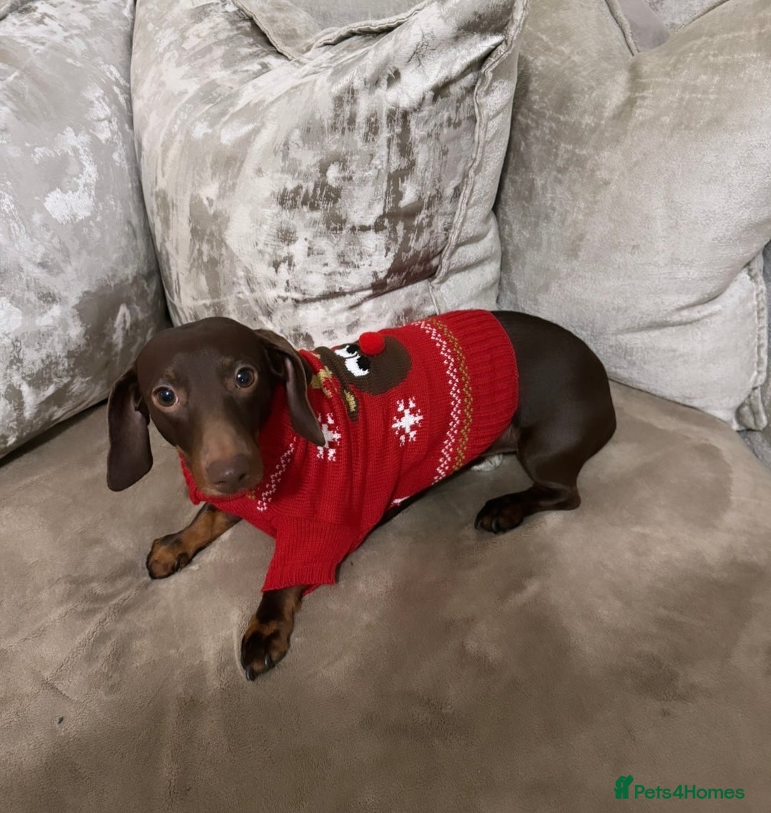 Miniature Dachshund dogs for stud: Stud PROVEN miniatures dachshund  - Advert 1