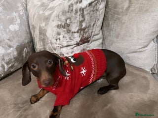 Miniature Dachshund dogs Stud PROVEN miniatures dachshund - Advert 1