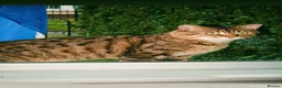 Mixed Breed cats for sale: Bengal x mixed litter - Advert 12