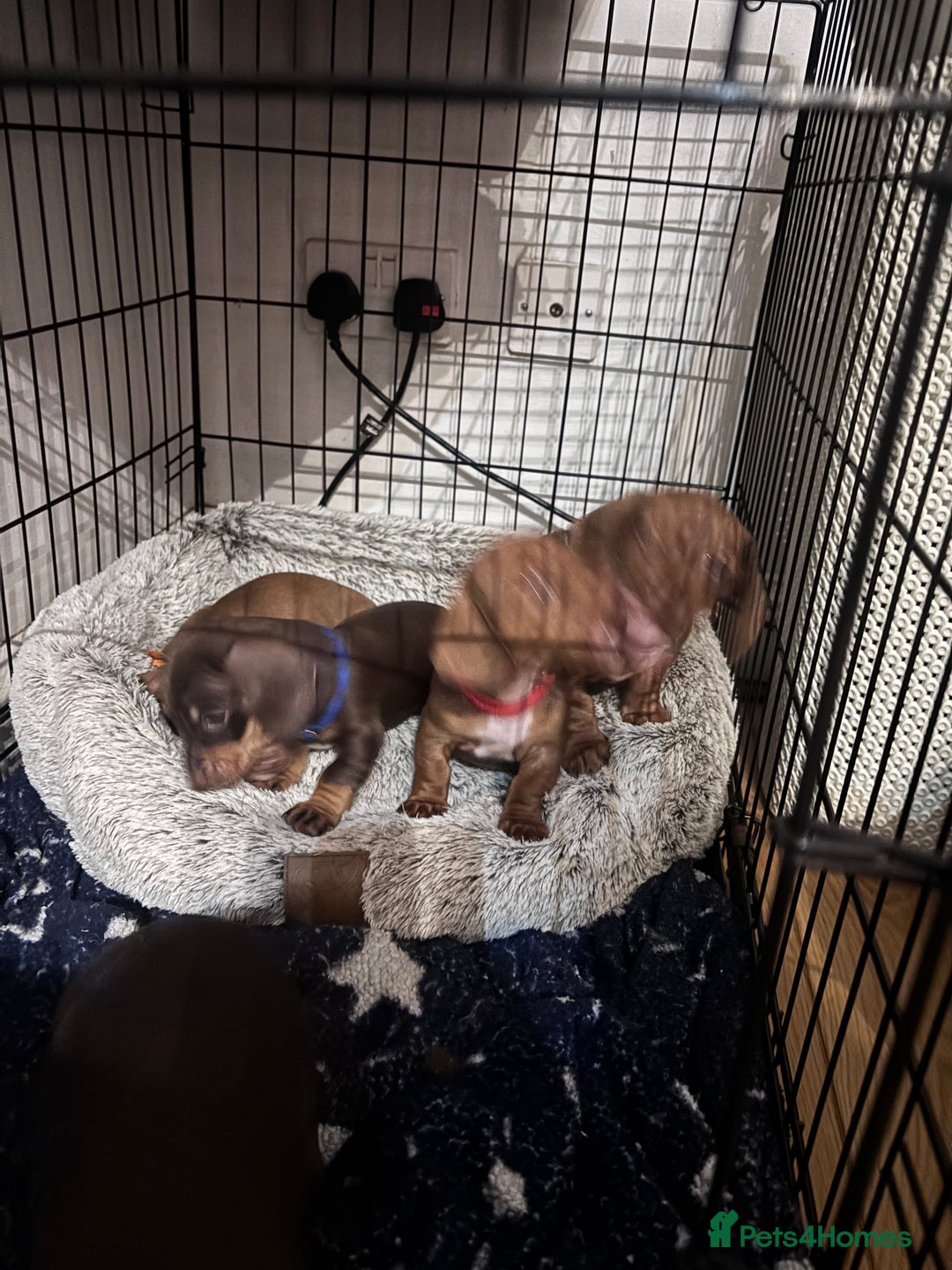 Dachshund dogs for sale: Two dachshund puppies  - Advert 9