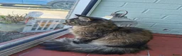 Maine Coon cats for sale: Beautiful maine coon kitten - Advert 1