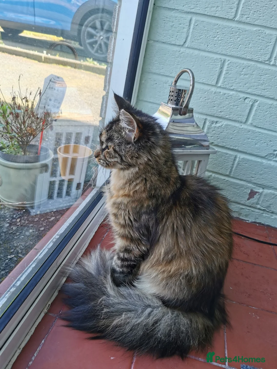 Maine Coon cats for sale: Beautiful maine coon kitten - Advert 1