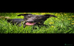 Whippet dogs for sale: Litter of two kc whippets - Image 3