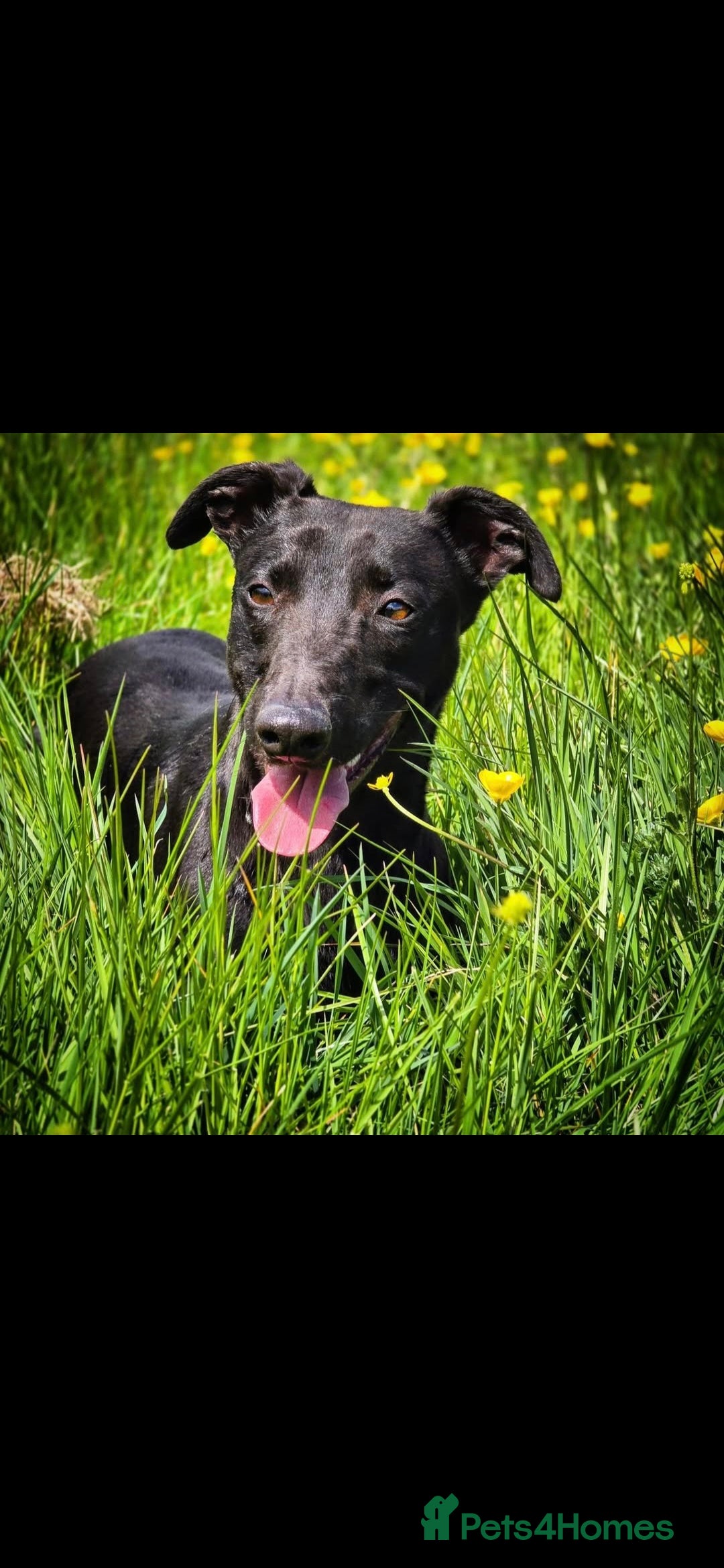 Whippet dogs for sale: Litter of two kc whippets - Image 3