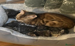 Bengal cats for sale: BSH X BENGAL KITTEN FOR SALE! - Image 3