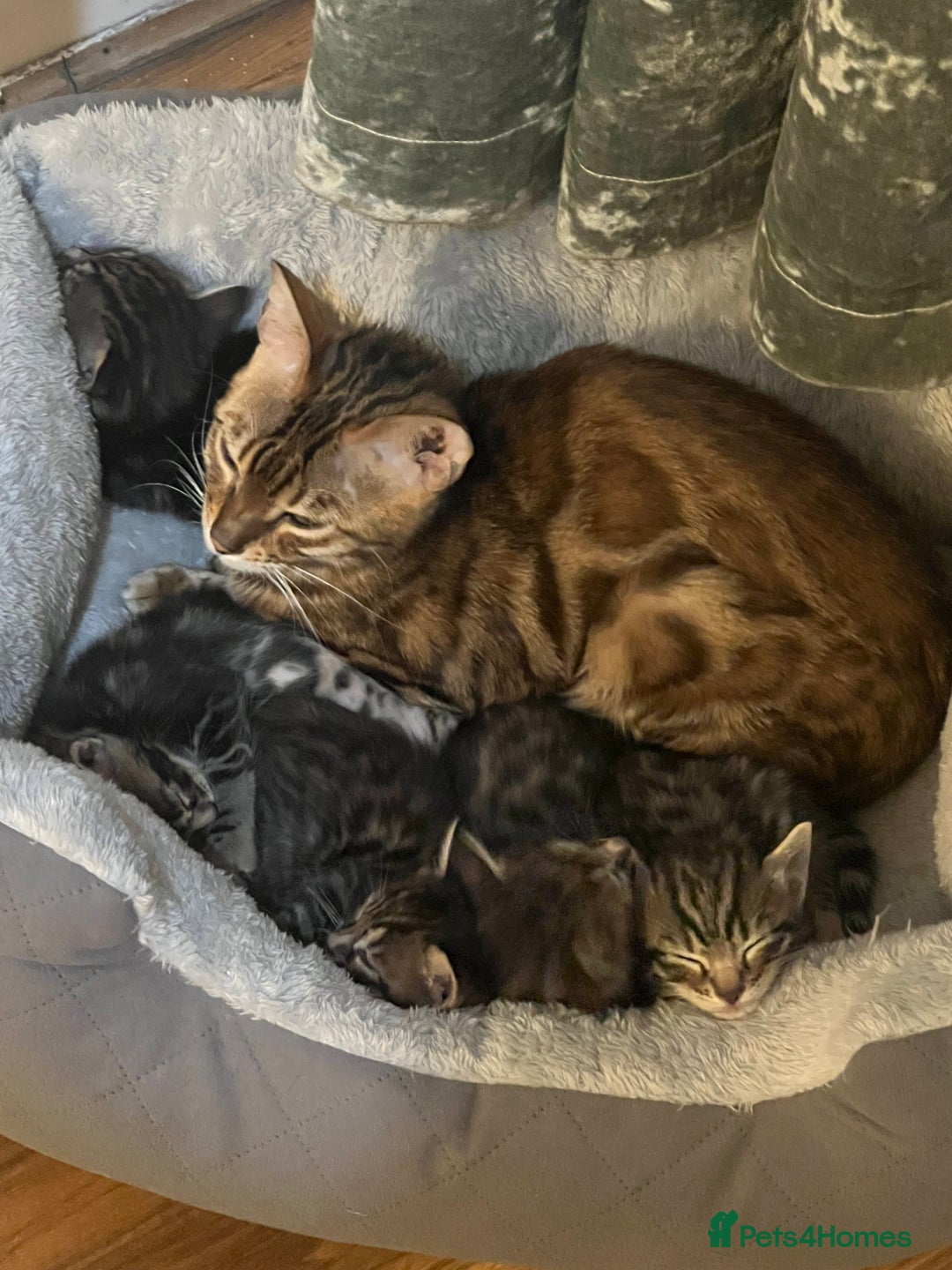 Bengal cats for sale: BSH X BENGAL KITTEN FOR SALE! - Image 3