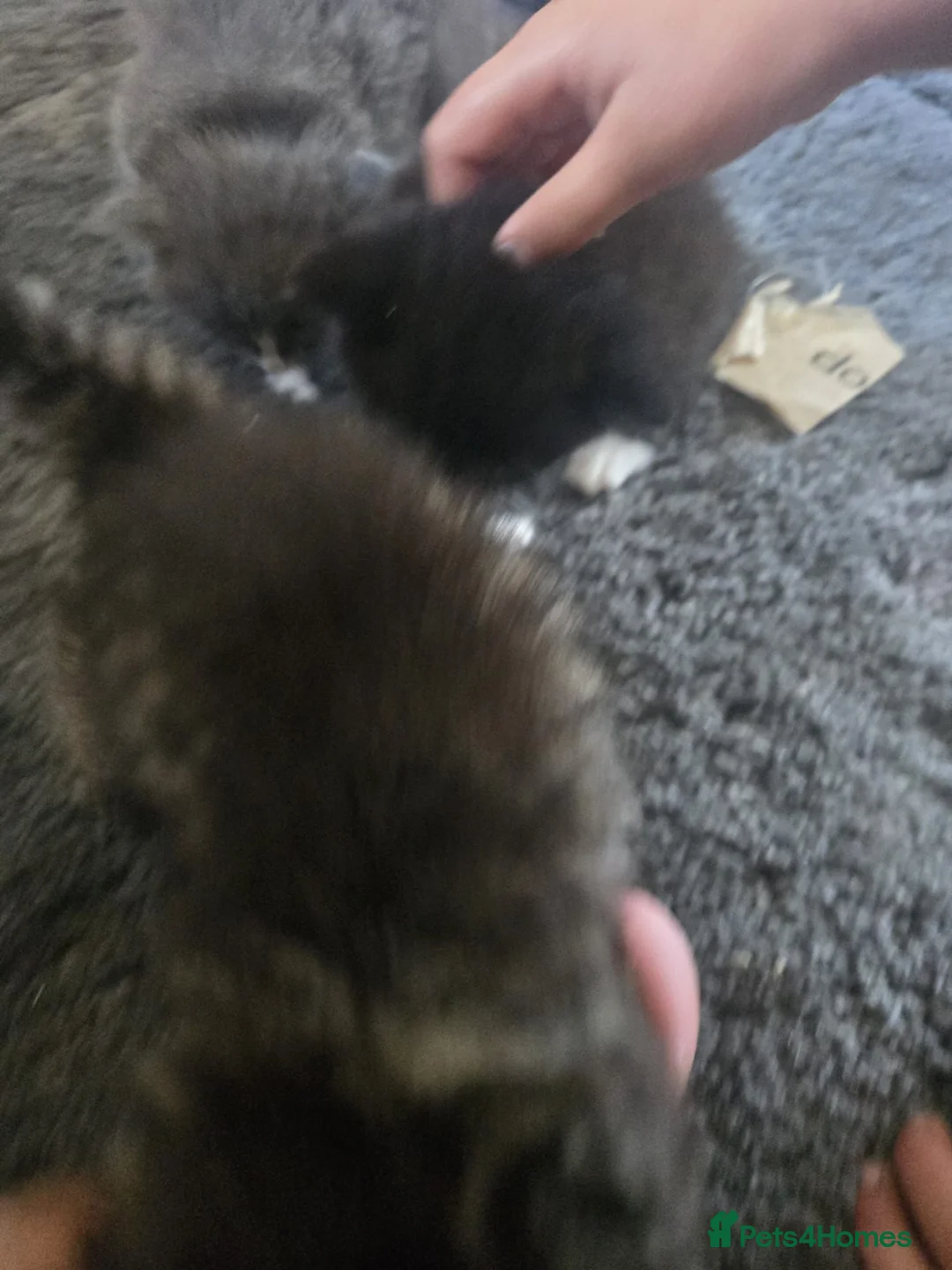 Mixed Breed cats for sale: Bengal cross in Wisbech - Advert 6