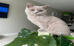 British Shorthair cats for sale: 👑 LILAC BSH reg GCCF LAST GIRL 👑 - Image 5