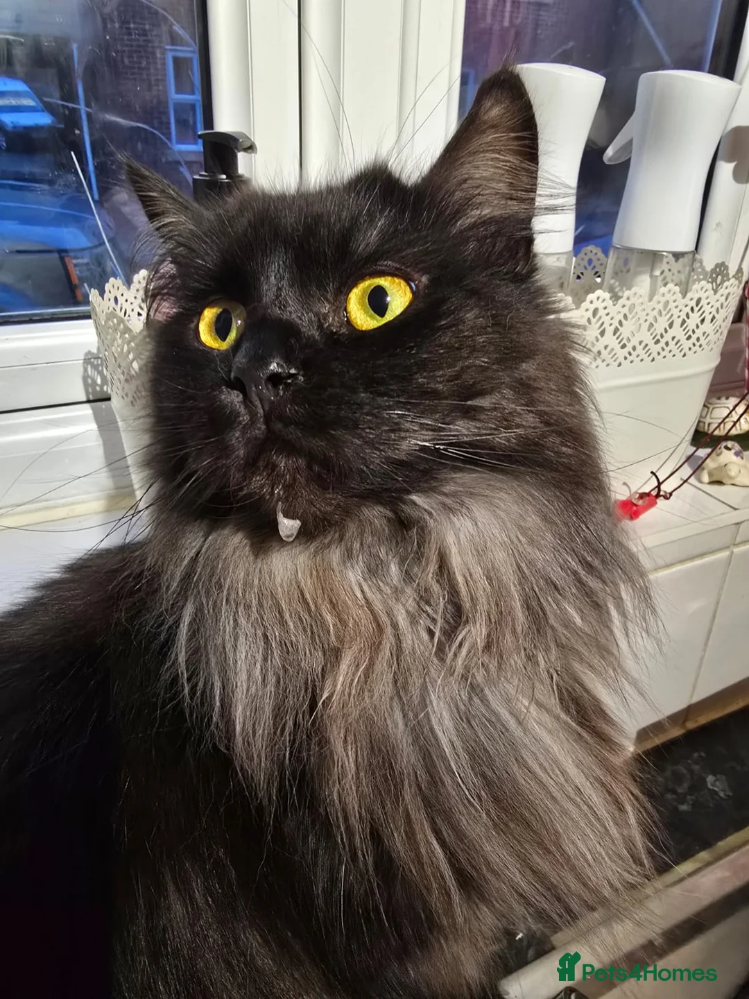 Maine Coon cats for sale: Female maine coon for rehoming - Advert 1