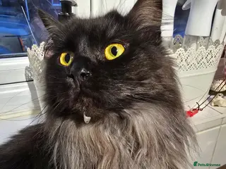 Maine Coon cats Female maine coon for rehoming - Advert 7