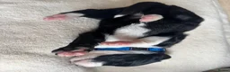 Mixed Breed dogs for sale: 5 Beautiful Bordernese Puppies  - Advert 15