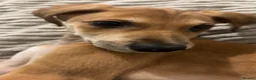Lurcher dogs for sale: Whippet greyhound saluki  in Dorchester - Advert 13