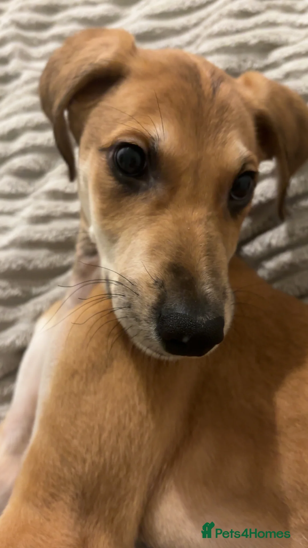 Lurcher dogs for sale: Whippet greyhound saluki  in Dorchester - Advert 13