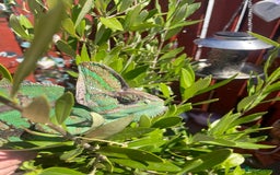 Chameleon reptiles for sale: Yemen Chameleon  - Image 3