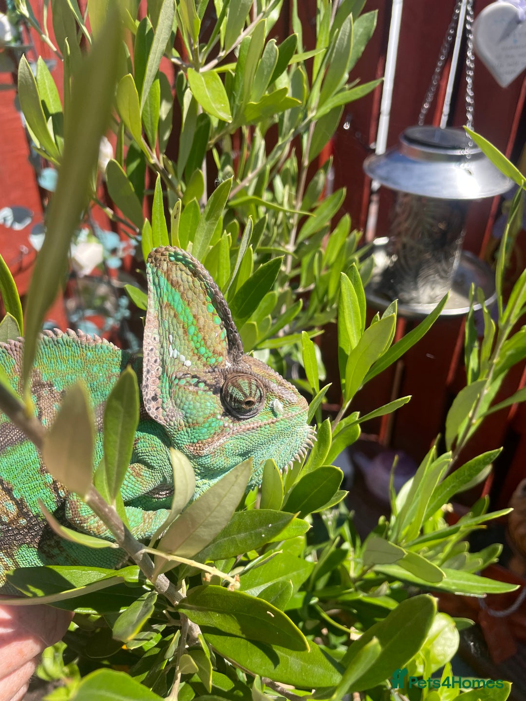 Chameleon reptiles for sale: Yemen Chameleon  - Image 3