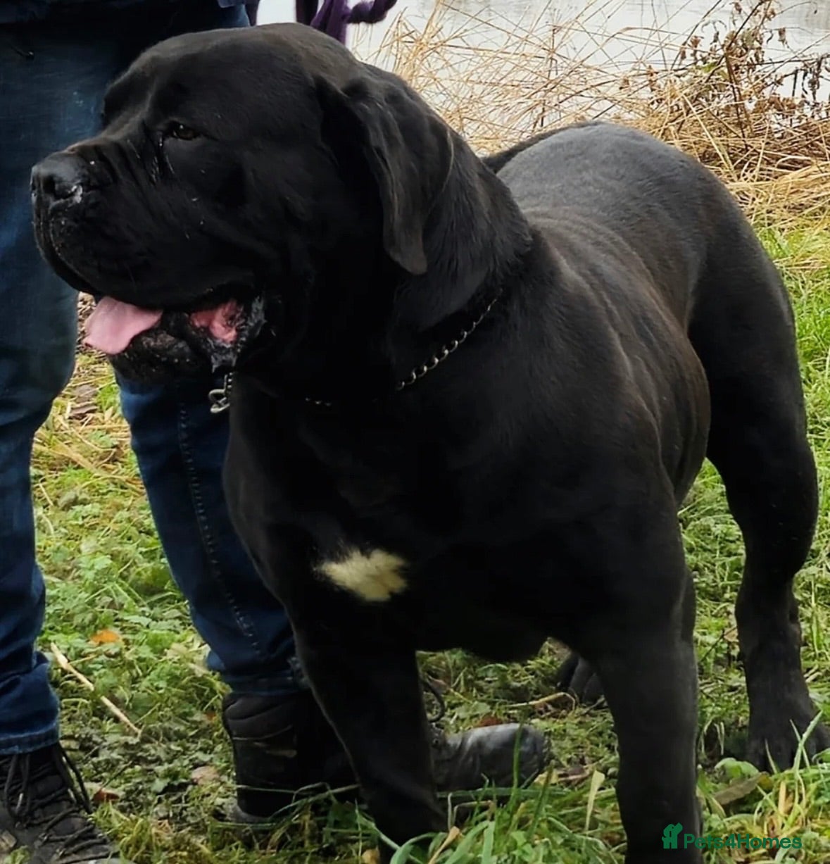 Cane Corso dogs Stunning Cane Corso puppies  - Advert 2