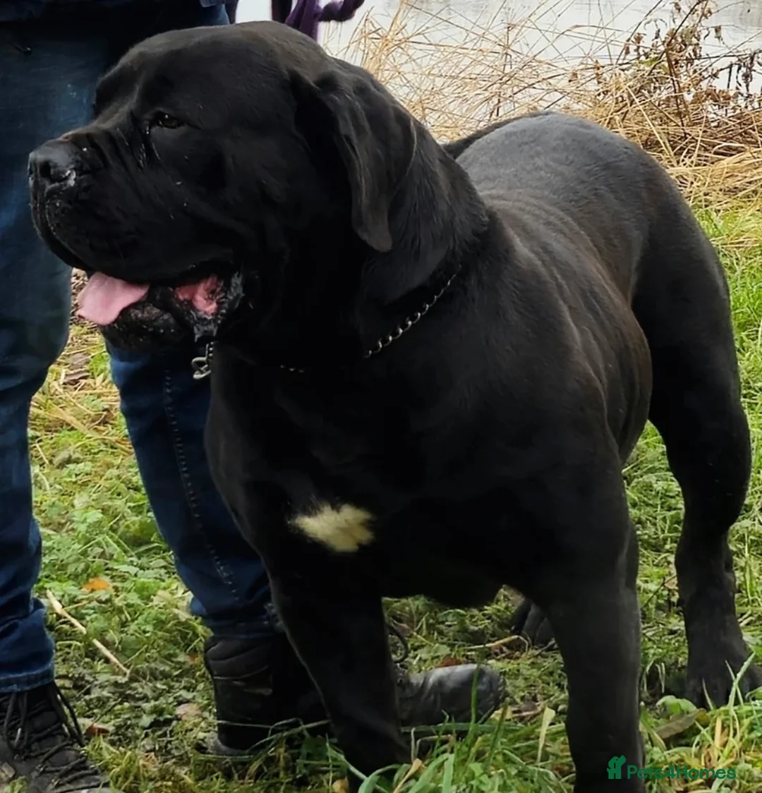 Cane Corso dogs for sale: Grand champion bloodline Cane Corso puppies  - Advert 2