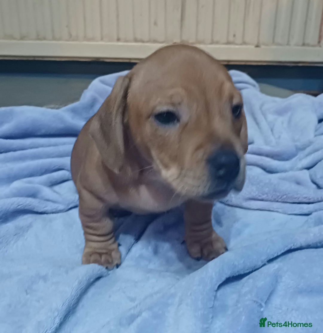 Mixed Breed dogs for sale: Miniature dachshund cross french bulldog - Advert 4