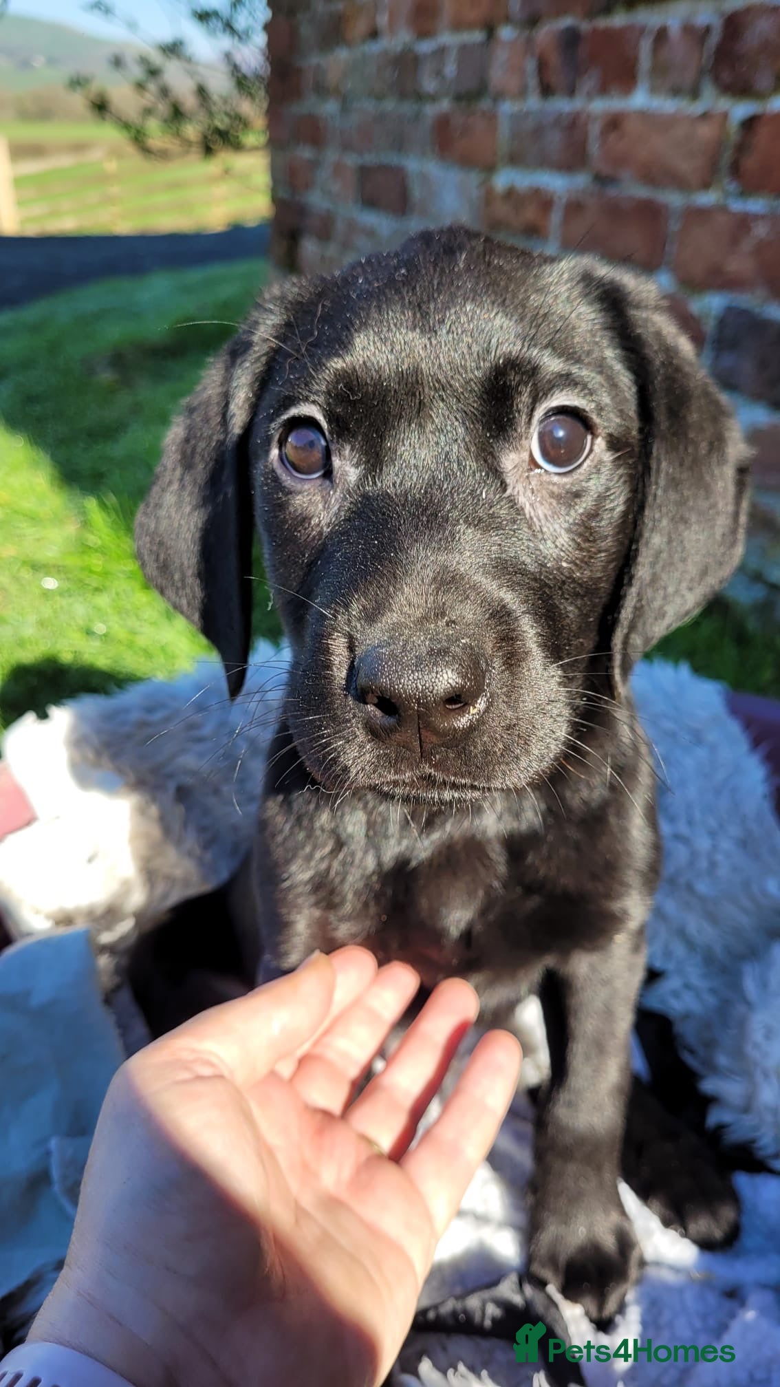 Labrador Retriever dogs KC Registered Labradors DNA Tested Hip Scored - Advert 2