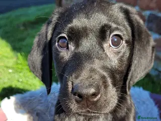 Labrador Retriever dogs KC Registered Labradors DNA Tested Hip Scored - Advert 2