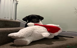 Labrador Retriever dogs for sale: Black Labrador 16 weeks old  - Image 2