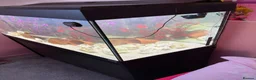Cichlids fish for sale: African cichlids babies in London - Advert 3