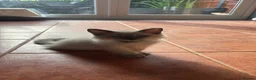 Ragdoll cats for sale: Ragdoll Kittens in Brandon - Advert 3