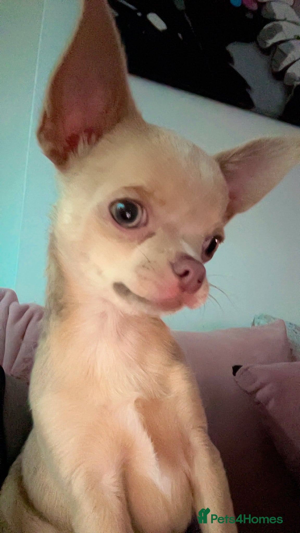 Chihuahua dogs Charlie 13 month old chihuahua  - Advert 1