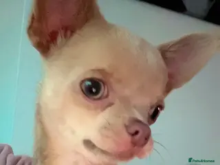 Chihuahua dogs Charlie 13 month old chihuahua - Advert 6